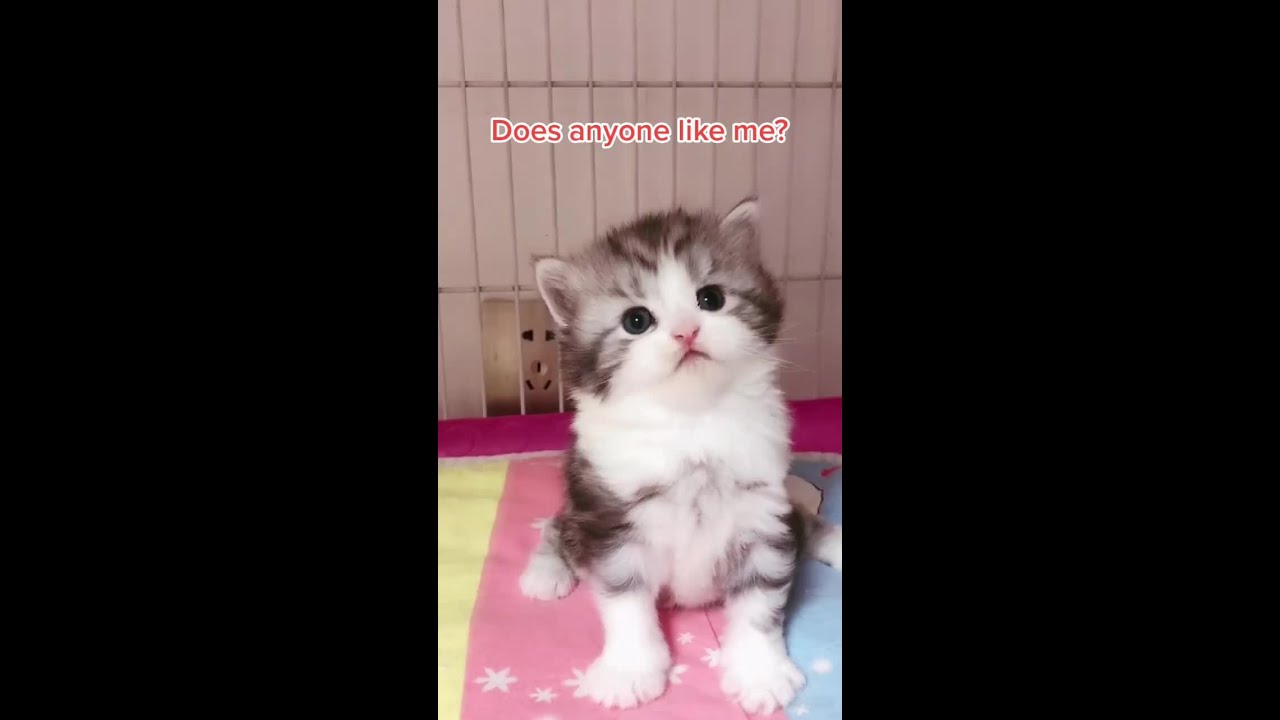 Cute Cats,Does anyone like me?#cute #kitty #cats #cat #pet #catloer #kitten #funny #meow