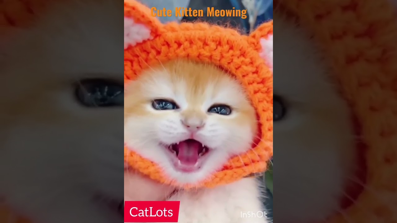 Cute Kitten Meowing, #Funny Cat Videos, #Shorts, #Youtube shorts, # Viral, #Best Funniest Animal,