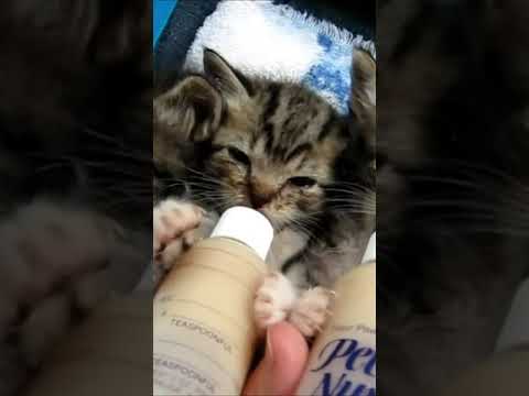 Cute Kittens Eating | Cat funny videos #cat #animals #cute #ytshorts #shorts #short #shortvideo