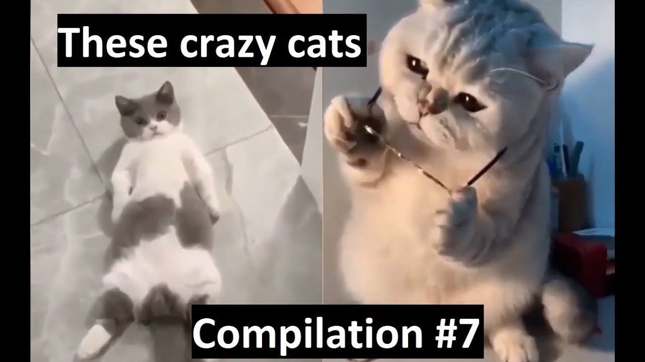 Cute and Funny || Cats || These crazy cats Compilation #7