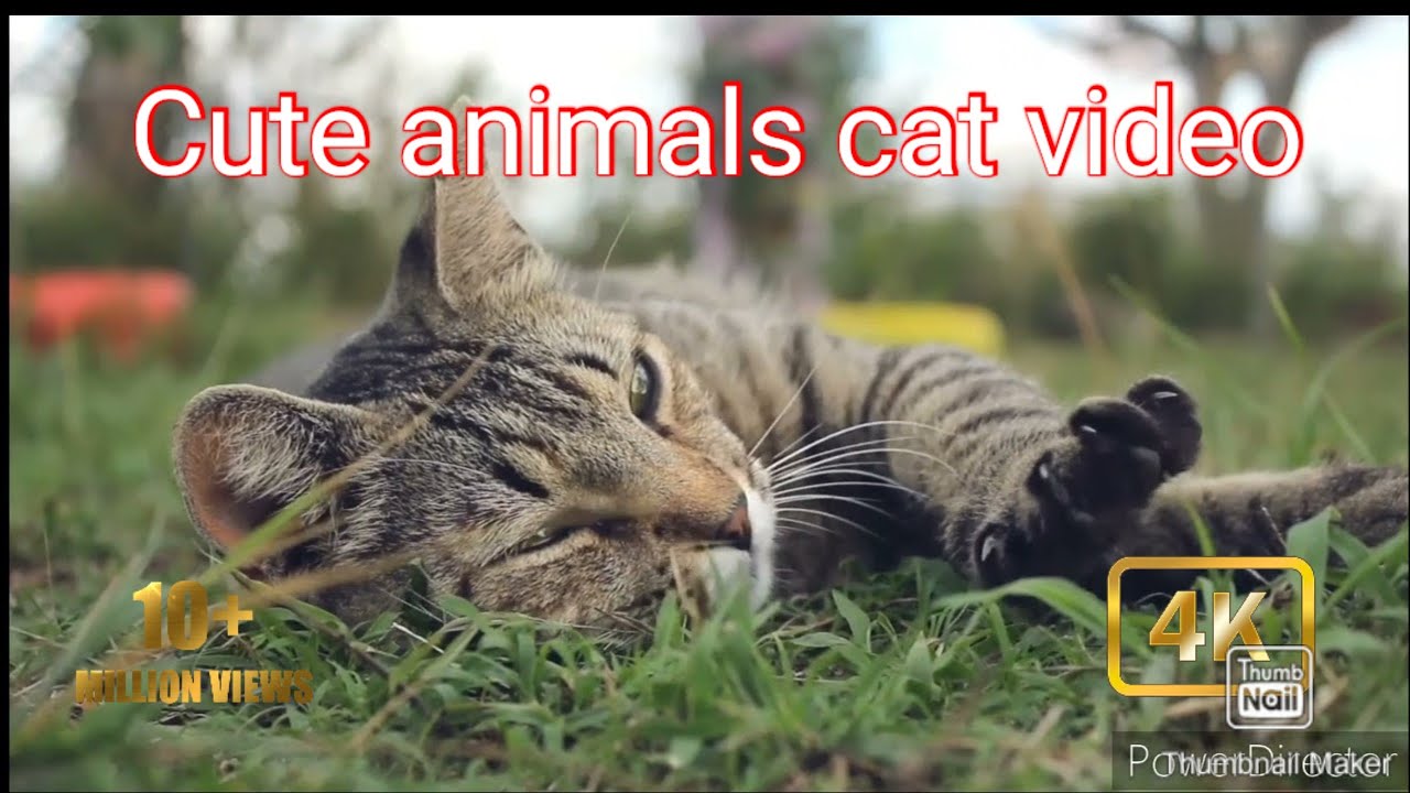 Cute animals video's / Cute cat videos / Funny cat's videos