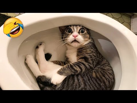Cute but Funny Cats That Make You Laugh