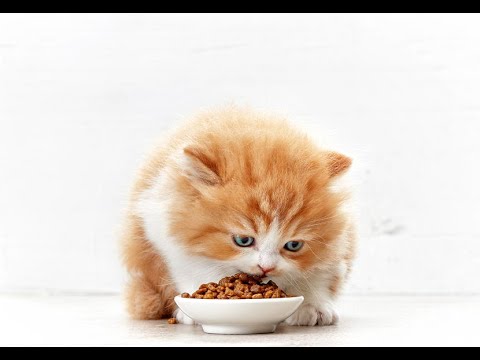Cute cat eating | animals | funny cat videos | funny cats | cat videos | pet | cat