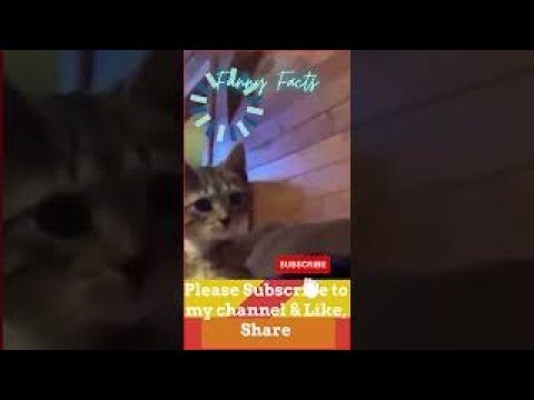 Cutest Kitten Video Funny Cat Videos #Cats #shorts