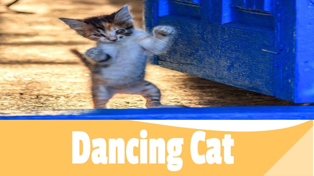 Dancing Cat Dancing Cats Top Video 2021#Shorts
