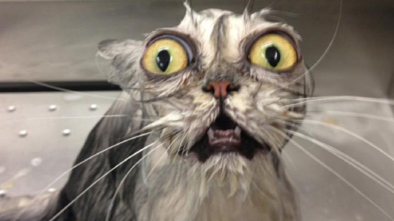 FANNY CATS VIDEO   FANNY CATS COMPILATIONS   FANNY VIDEO   Funny Animals Funny Pranks Funny Fails
