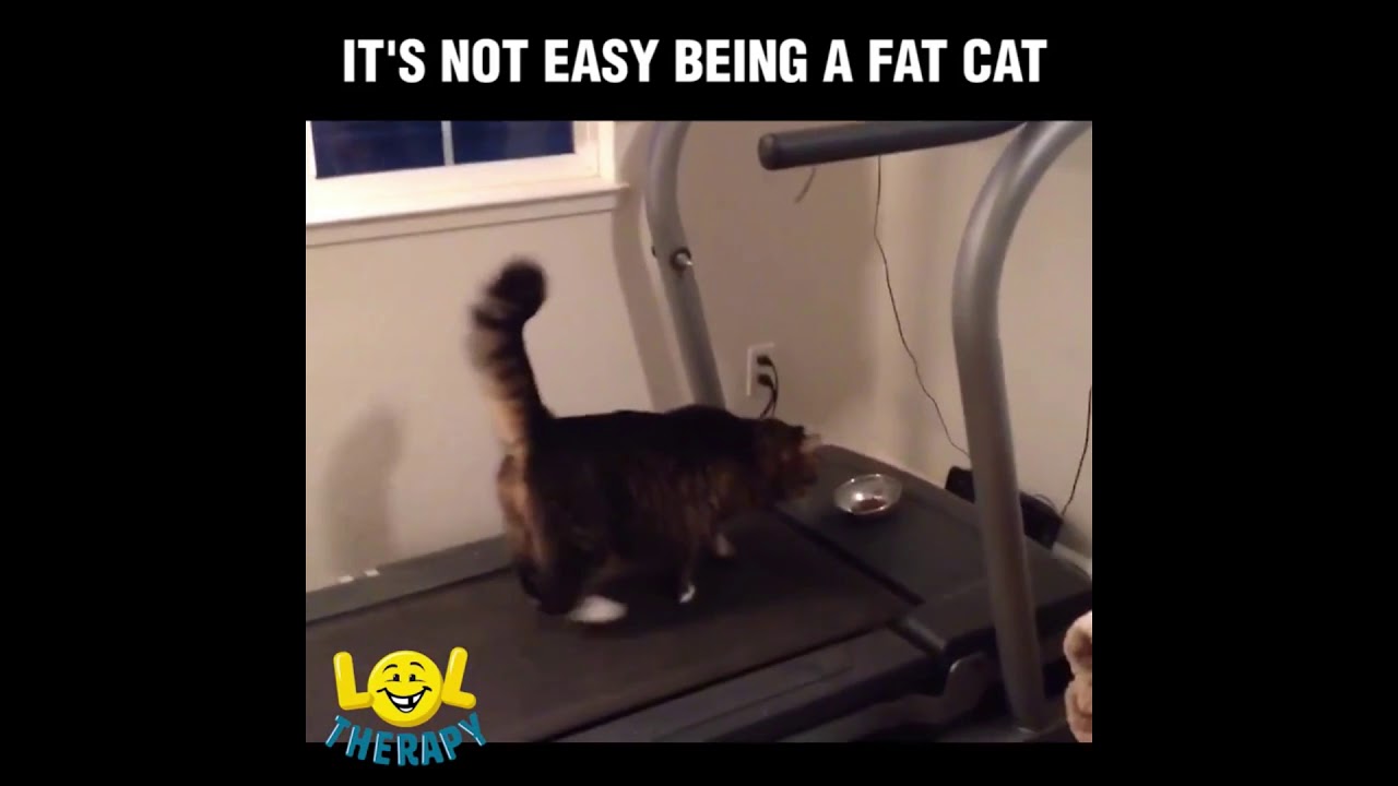 Fat Cats Have Hard Lives  (Fat Cat Fails)