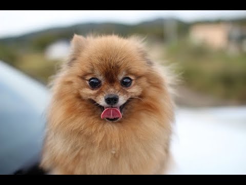 Funniest Pranks On Cats And Dogs - Funny Pet Videos - Super Cats And Dogs - Try Not To Laugh