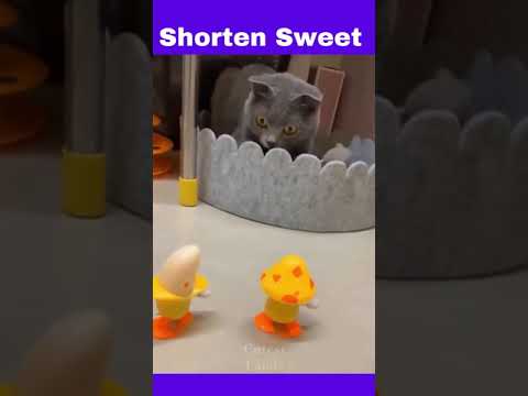 Funny Animals Compilation #shorts.Best of the 2021 funny animal videos.