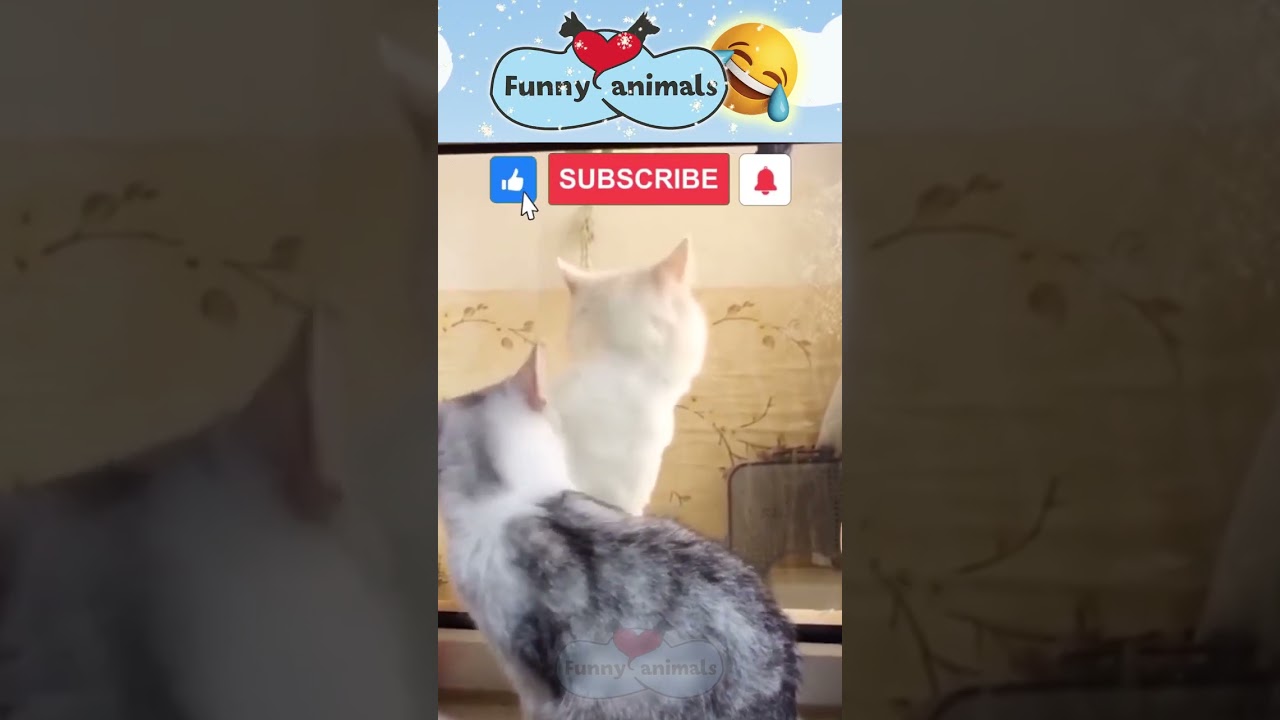Funny Animals video 2022 - Funny Cats and Dogs video |Best Funny