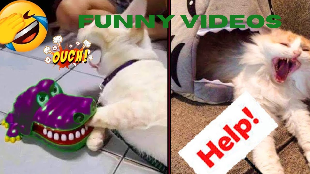Funny Cat | Baby Cats Cute & Funny Cat Video Compilation 2023