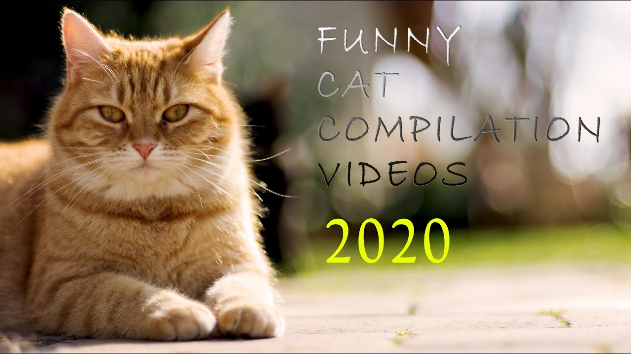 Funny Cat Compilation Videos. Hilarious Cat Antics