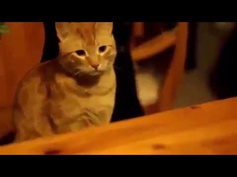 Funny Cat Fails Try not to Laugh 2016 Most Popular