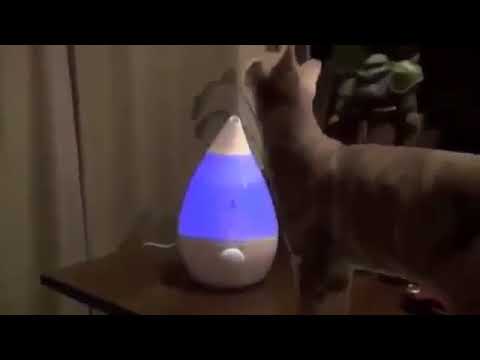 Funny Cat Pranks Videos Funny Cat  Fart That Will Make You Laugh 2015