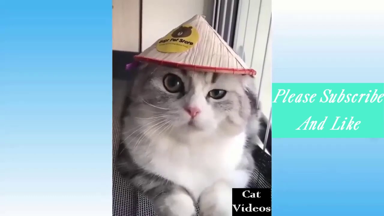 Funny Cat Videos #21