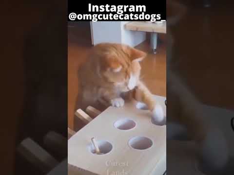 Funny Cat Videos 3 | Cute Cat Videos | #shorts