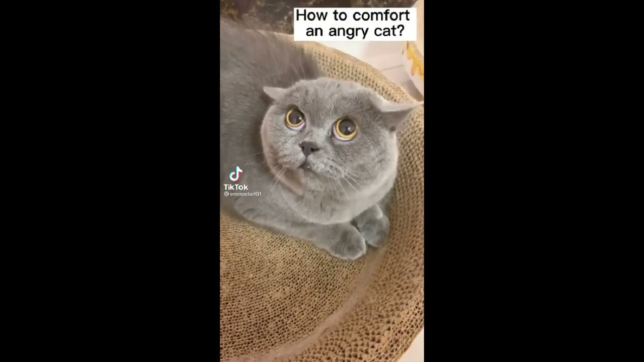Funny Cats #1