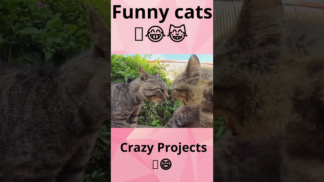 Funny Cats |Cat Videos Meowing #short