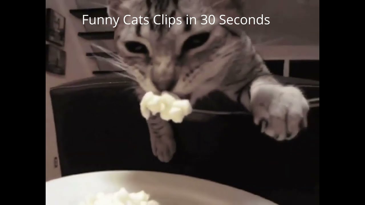 Funny Cats Clips in 30 Seconds 1