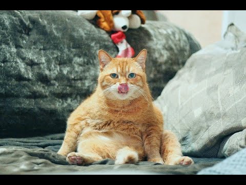 Funny Cats Compilation #28 the king cat