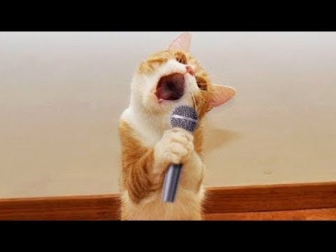 Funny Cats Compilation #4 /Best CAT CAT CAT ever/
