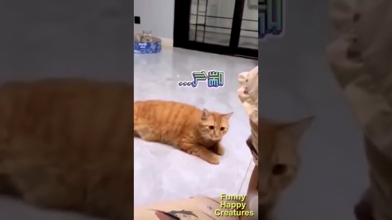 Funny Cats Compilation 8 #shorts
