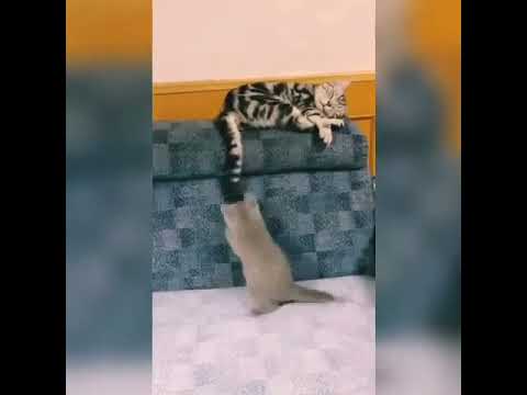Funny Cats Videos  Try Not To Laugh #shorts #cat #cats
