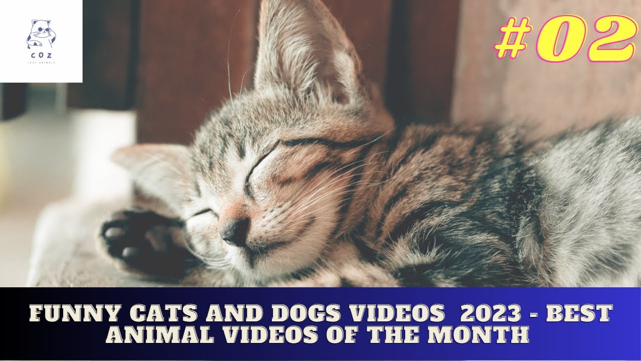 Funny Cats and Dogs Videos  2023 - Best Animal Videos of the Month #02