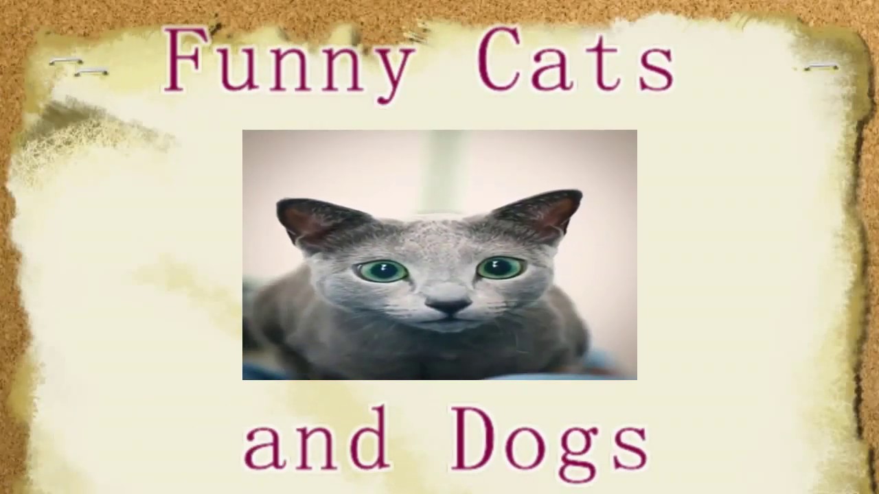 Funny Cats and Dogs Viral Videos for Kids and Adults