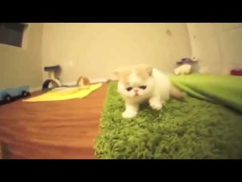 Funny Cats videos-funny videos-funny cats compilation-funny animals #6