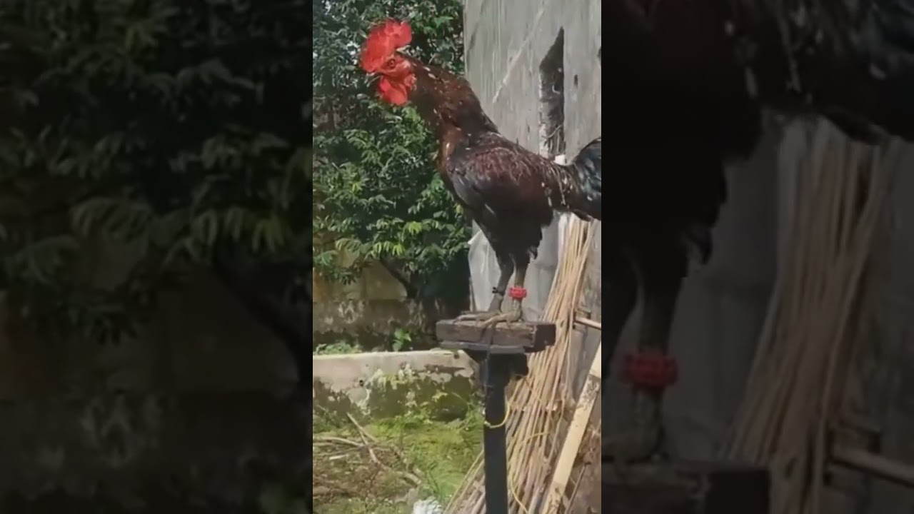 Funny Dog Puts Owner In Place -  Cat Talks  - [ 3 Roosters Laugh At It All ]