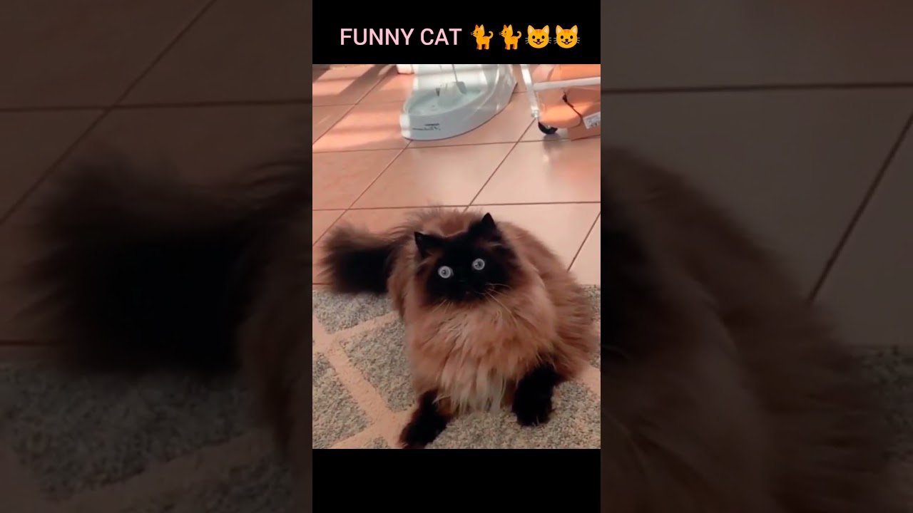 Funny Pet Cat Doing Funny things #shorts