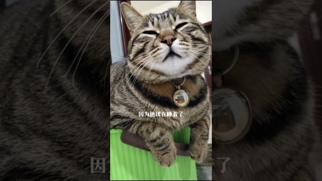 Funny cat videos 2021 | Funny cats | Funny cat videos