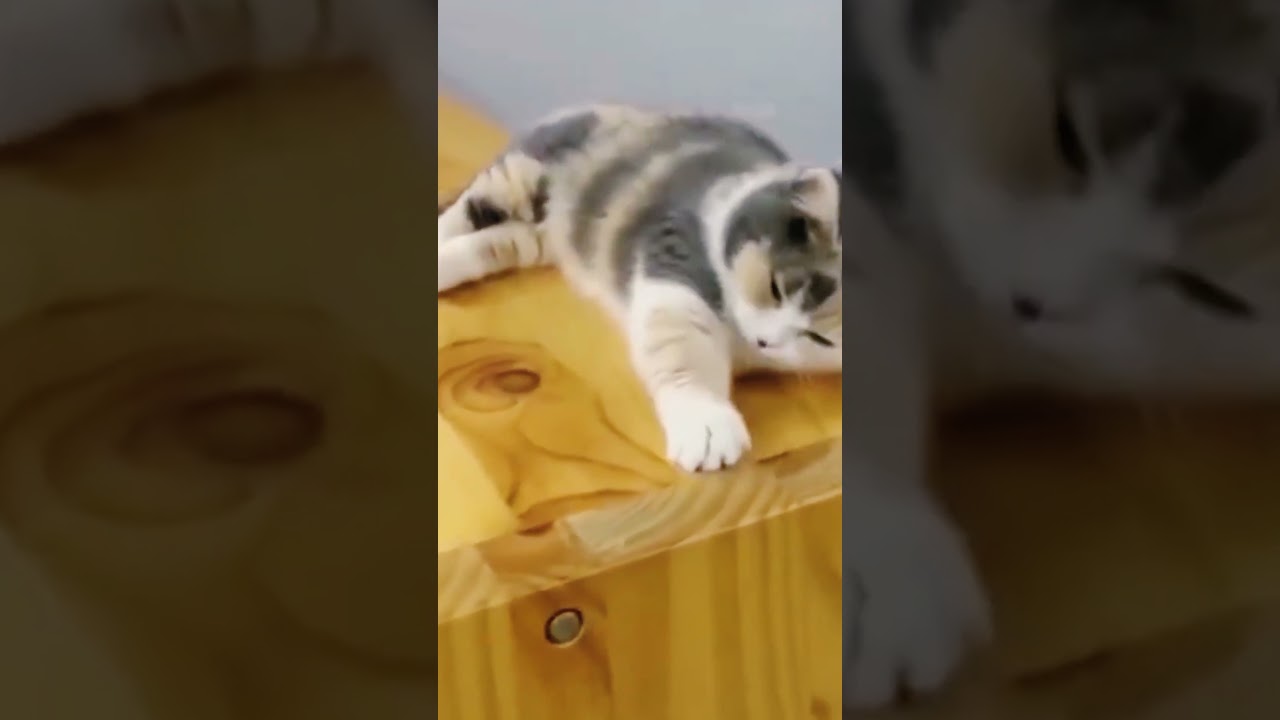 Funny cats Compilation part lll #subscribemychannel  #aboutanimals  #viral  #cat  #funny #shorts