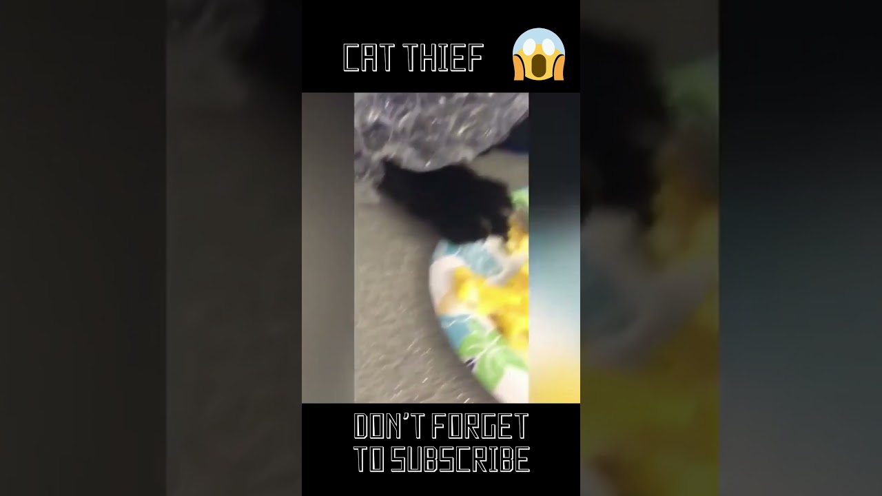 Funny cats. Thief cat, stole food from a man. #shorts