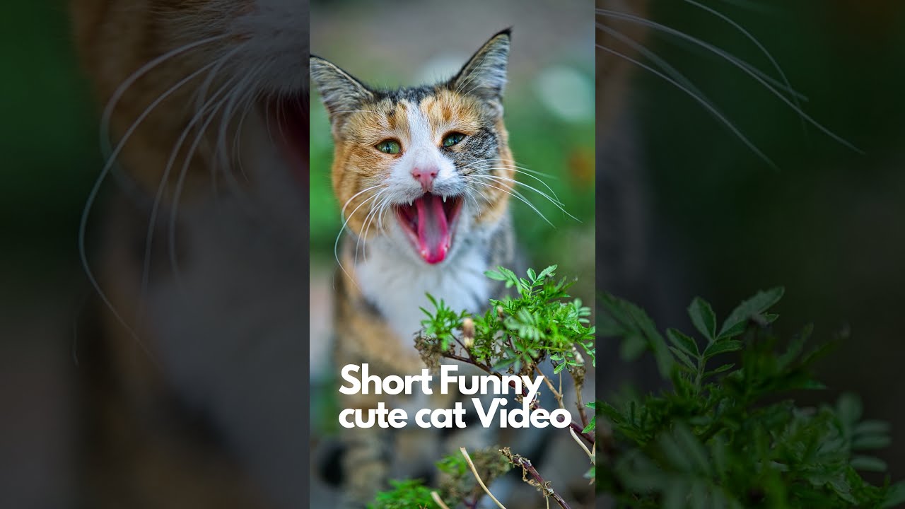 Funny & cute cat Short Video | Try not to laugh