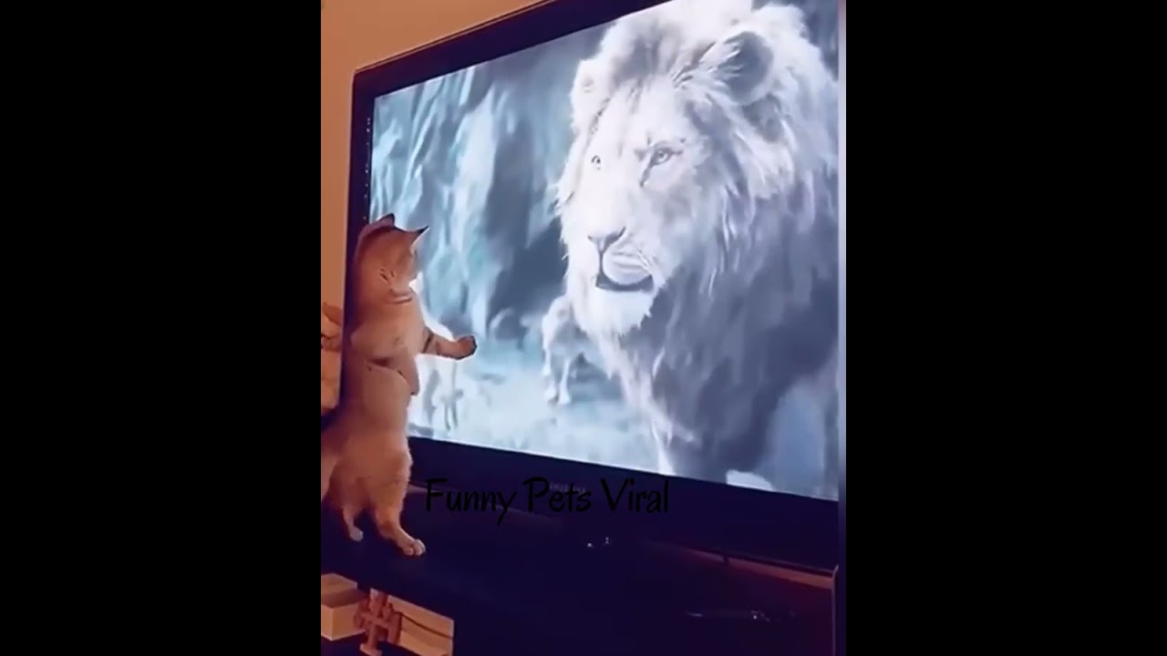Funny cute cats - the funniest viral videos of all time #short #shorts #cat #compilation #viral