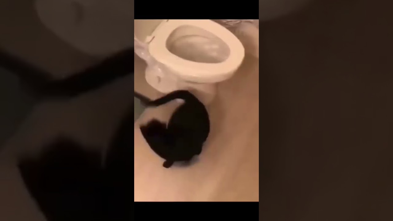 Hilarious Cat Flushing The Toilet