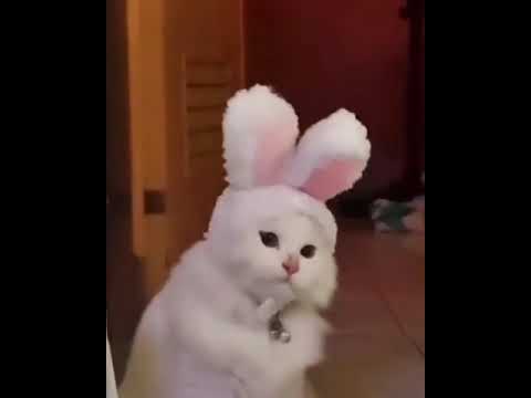 Hilarious Cat Memes Come to Life | Part 36 | #thedustycat #ytshorts #shorts