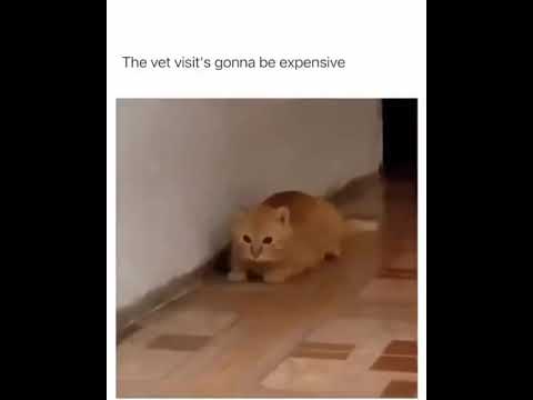 Hilarious Cat Memes Come to Life | Part 42 | #thedustycat #ytshorts #shorts