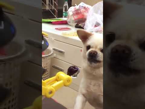 Hilarious Dogs Reaction To Toys #Shorts