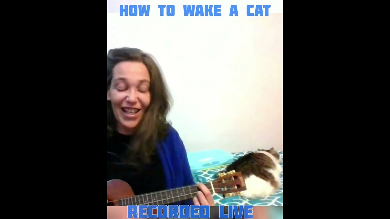 How to wake a Cat / wrist bells