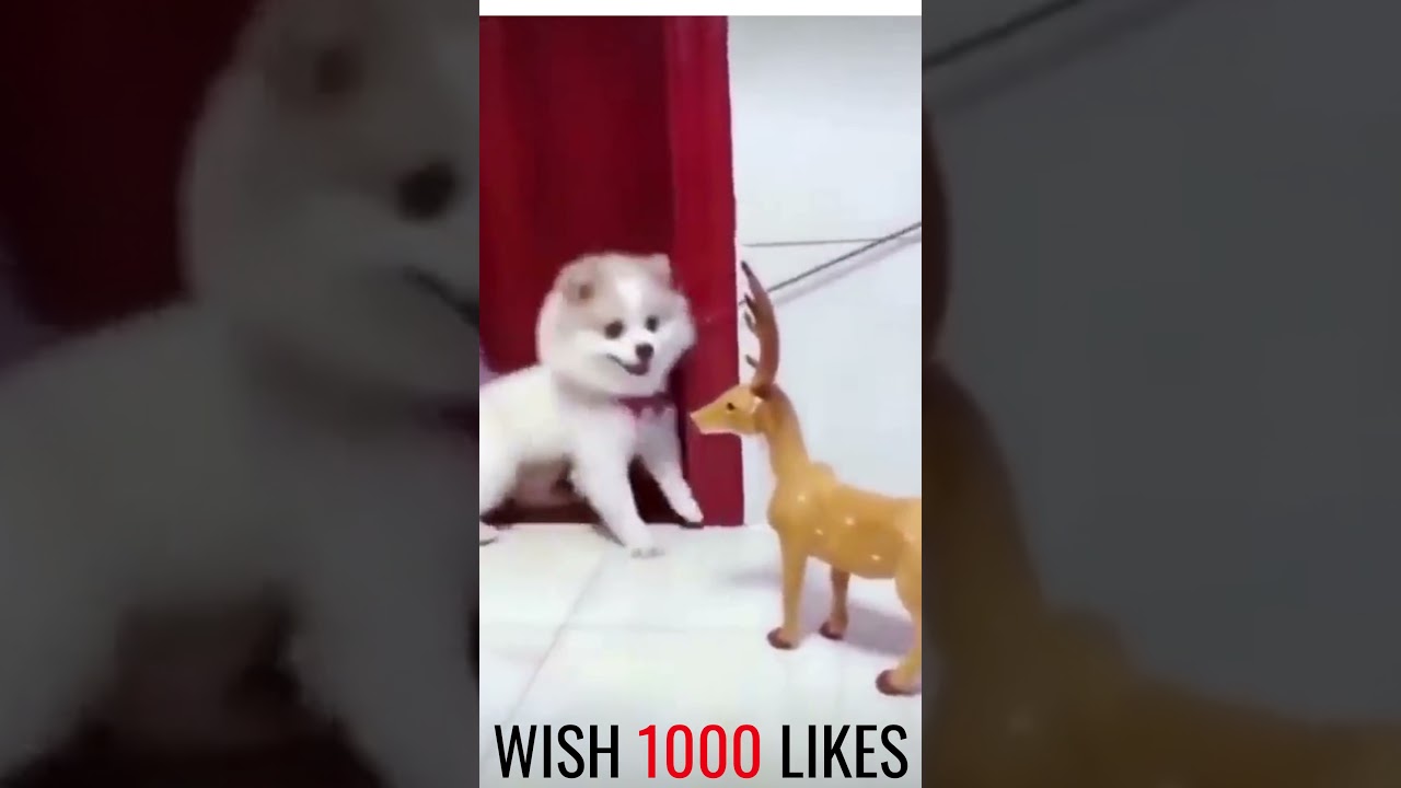 MOST FUNNY ANIMAL VIDEO  COMPILATION 2021 I LOL I TRY NOT TO LAUGH I SHORT & SWEET PART12 #SHORTS