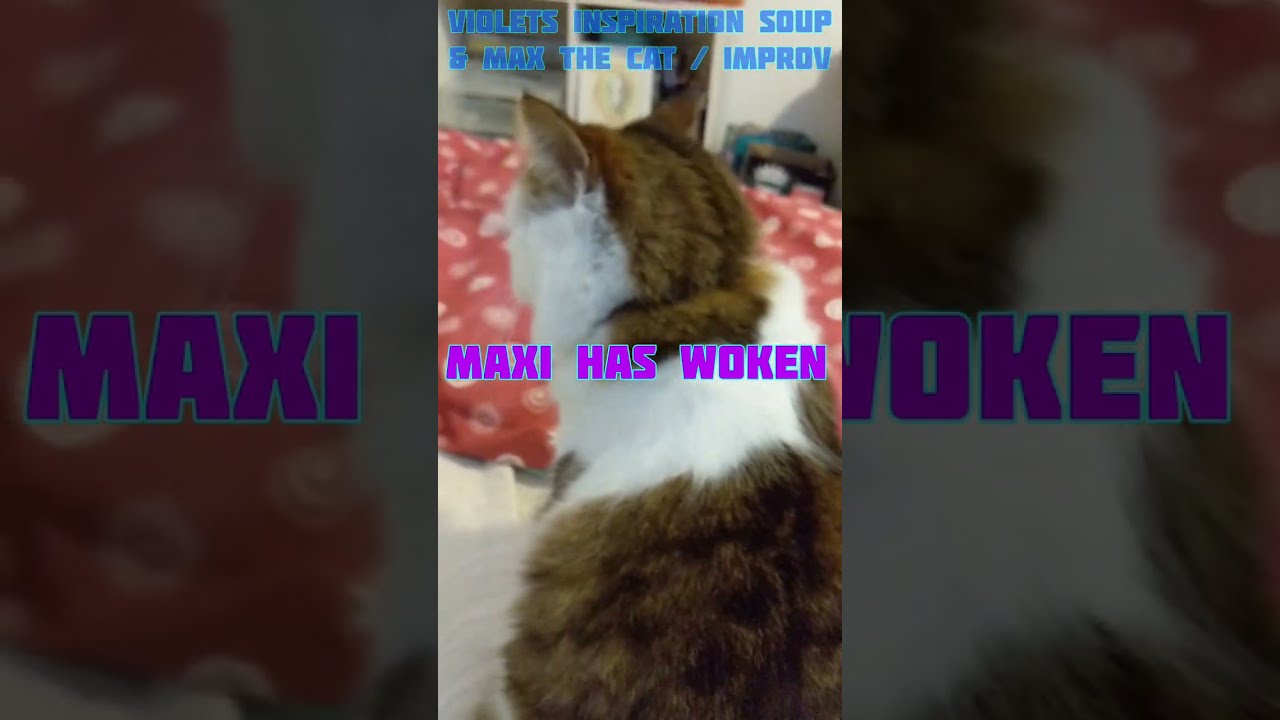 Maxi has Woken / Improv Funny Cat song