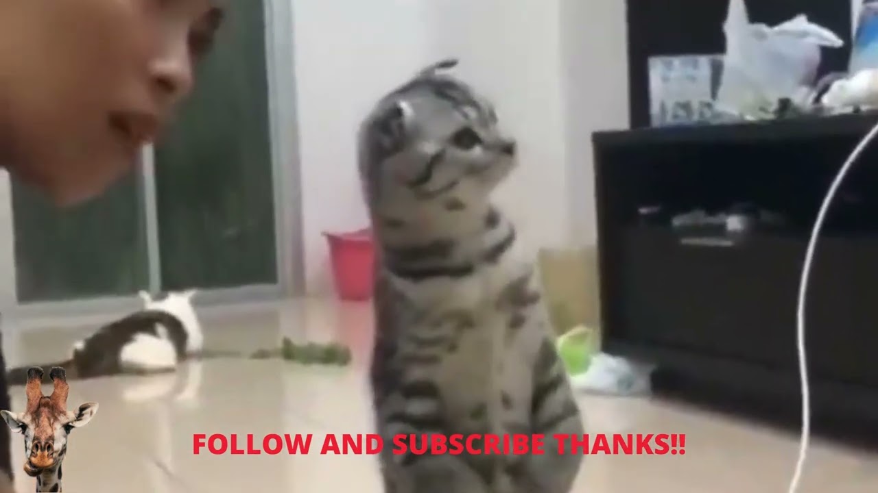 Most Crazy Cats Moments #video #youtube #cats #memes #compilation