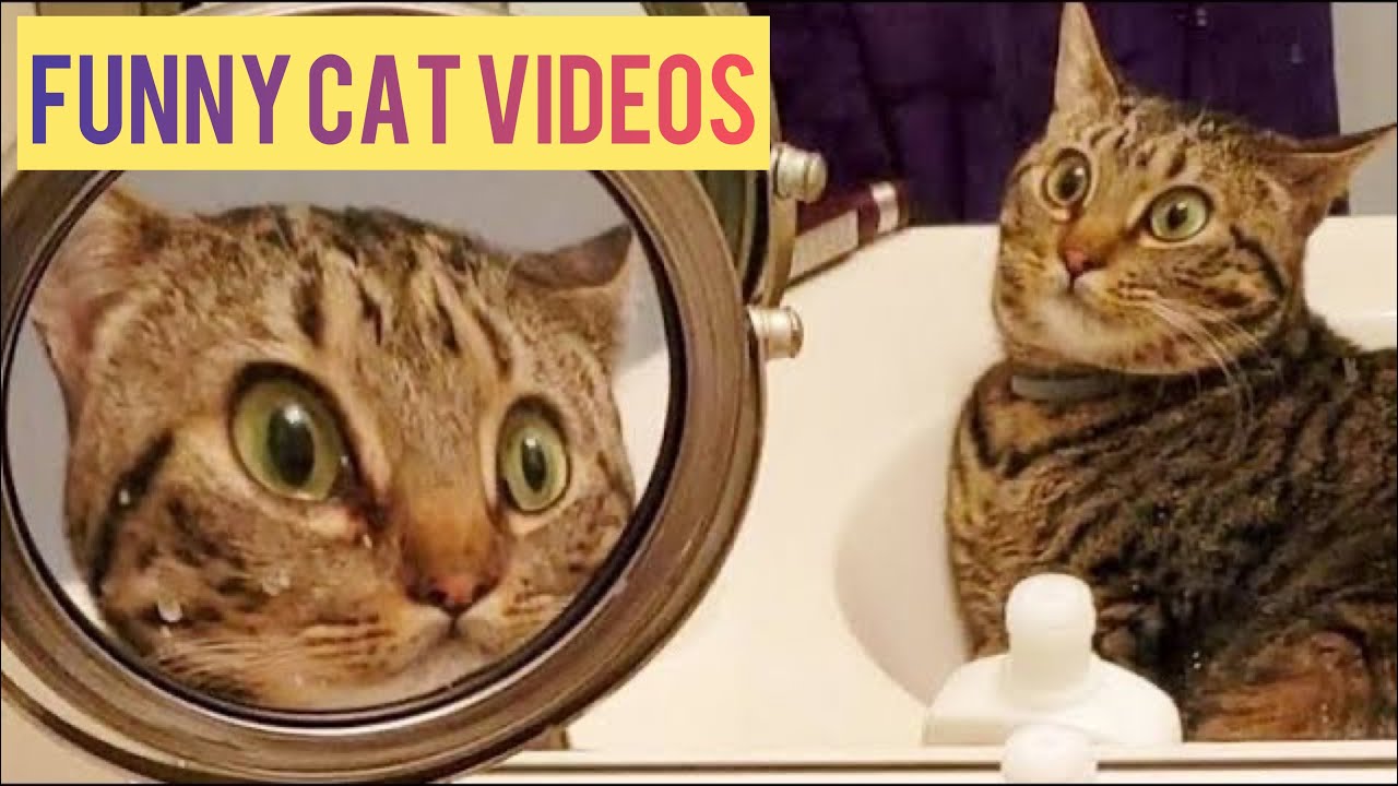 OMG Cute Cat Videos - Funny Cats Compilation #51