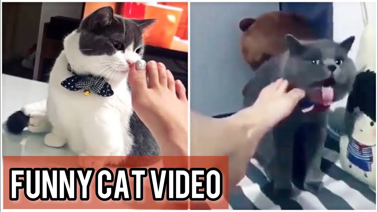 OMG Cute Cat Videos - Funny Cats Compilation #52