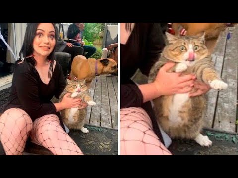 OMG Cute Cat Videos - Funny Cats Compilation #59