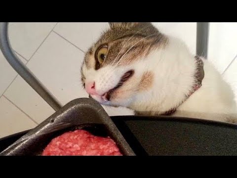 OMG Cute Cat Videos - Funny Cats Compilation #60