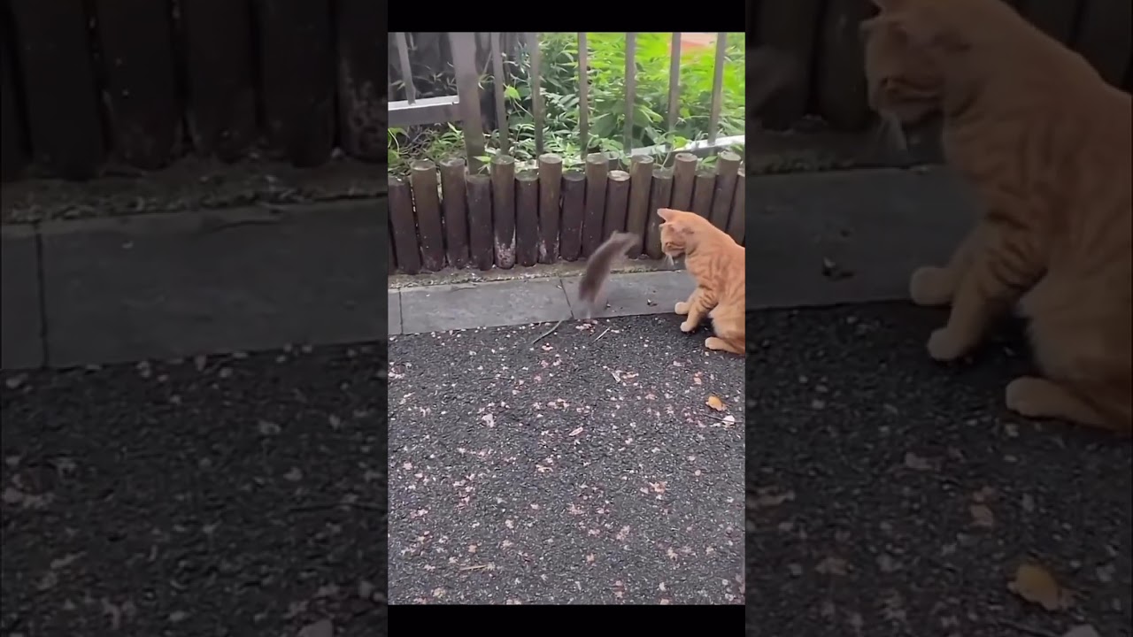 Real life tom and jerry